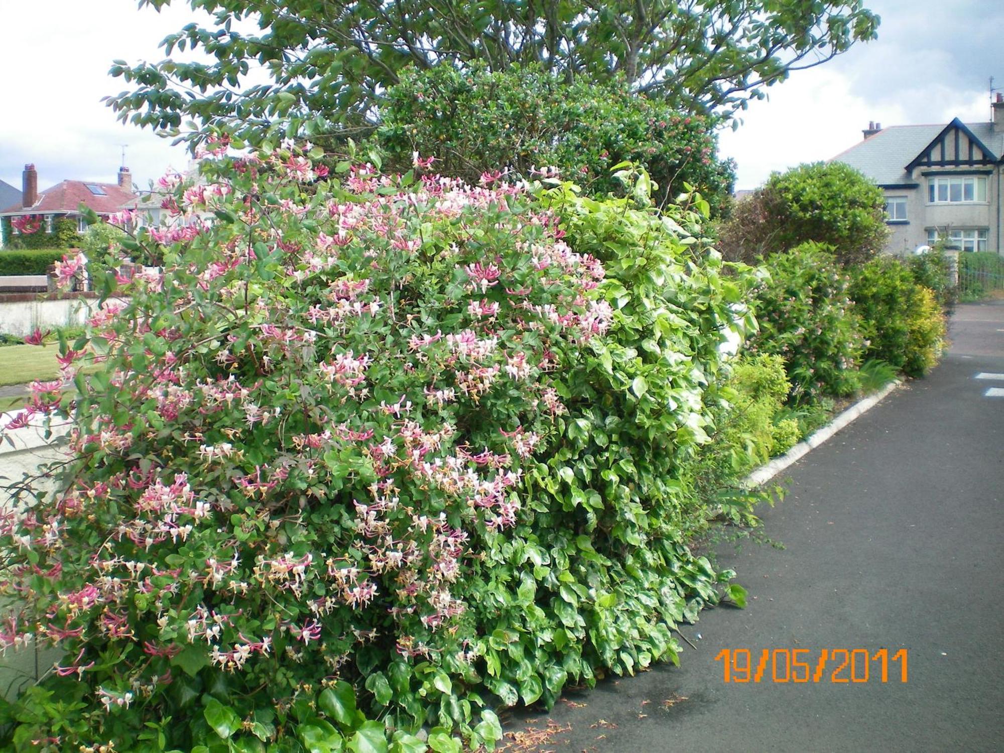 Aaranmore Lodge Guest House Portrush Buitenkant foto